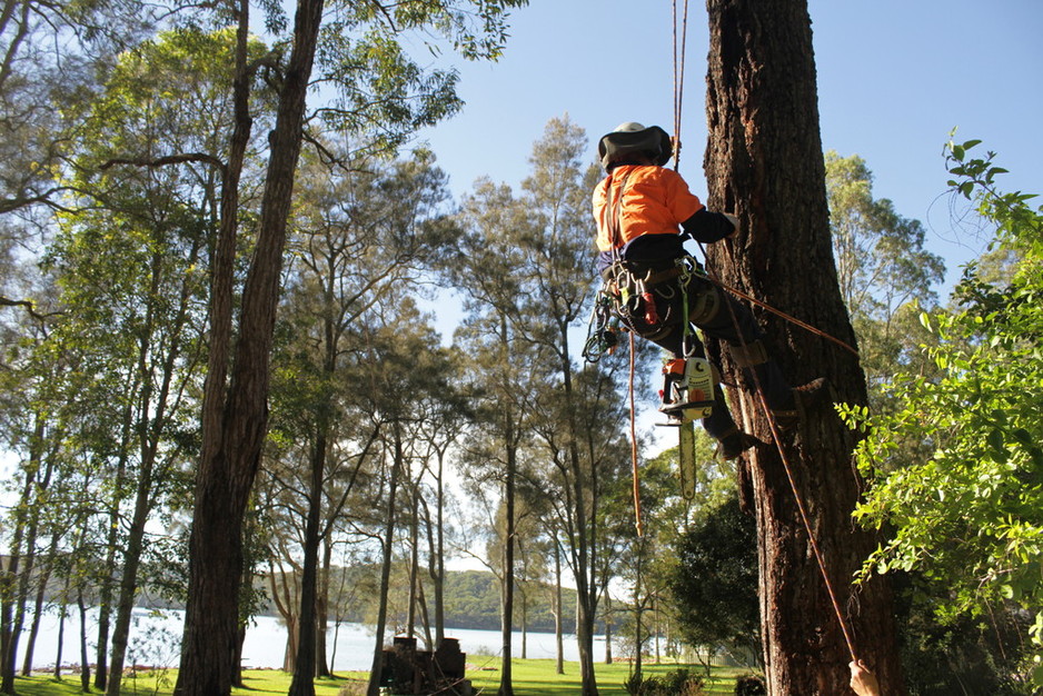 Arborists Newcastle